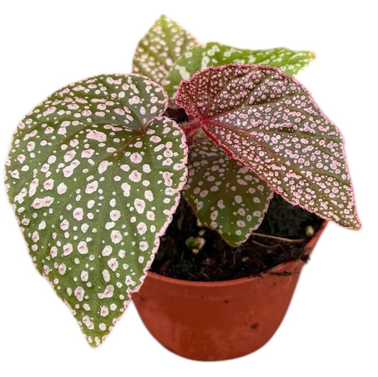 Begonia Morris 8cm Pot 15cm Height House Plant