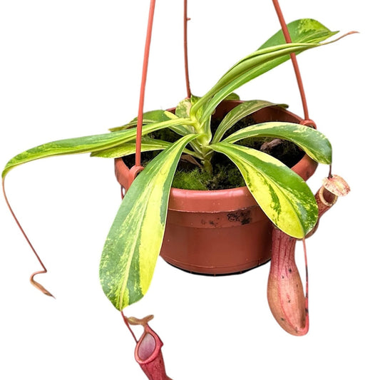20 - 30cm Nepenthes Alata Aurea (Exact Plant) 14cm Pot