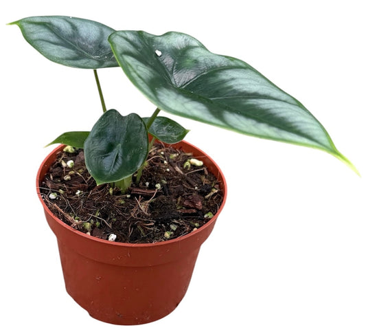 Alocasia Reversa 10.5cm Pot 15cm Height House Plant