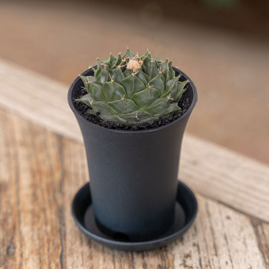 Cactus Obregonia Denegrii House Plant in 7.5cm Pot