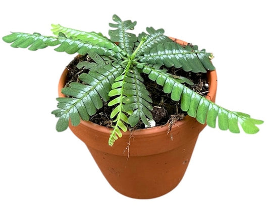 Biophytum Zenkeri 8cm Pot 15cm Height House Plant