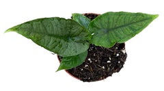 Alocasia Olanii 10.5cm Pot 15cm Height House Plant