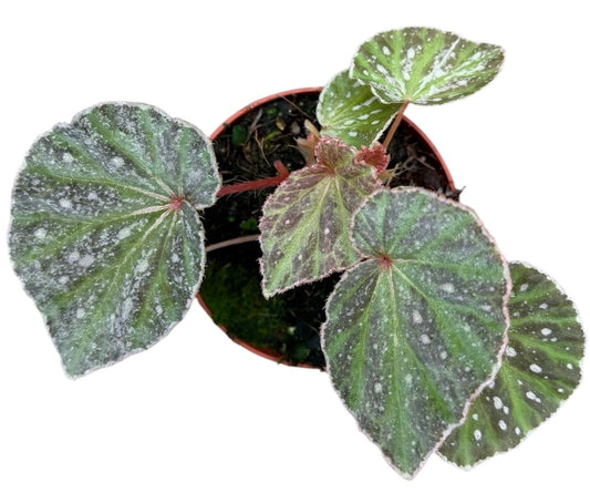 Begonia Snow Hare 8cm Pot 10cm Height House Plant