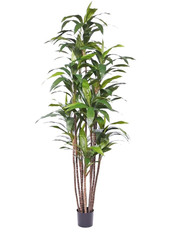 Dracaena Fragrans Artificial Plant Premium Faux 210cm Height Artificial Plants