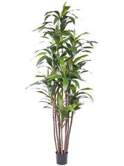 Dracaena Fragrans Artificial Plant Premium Faux 210cm Height Artificial Plants