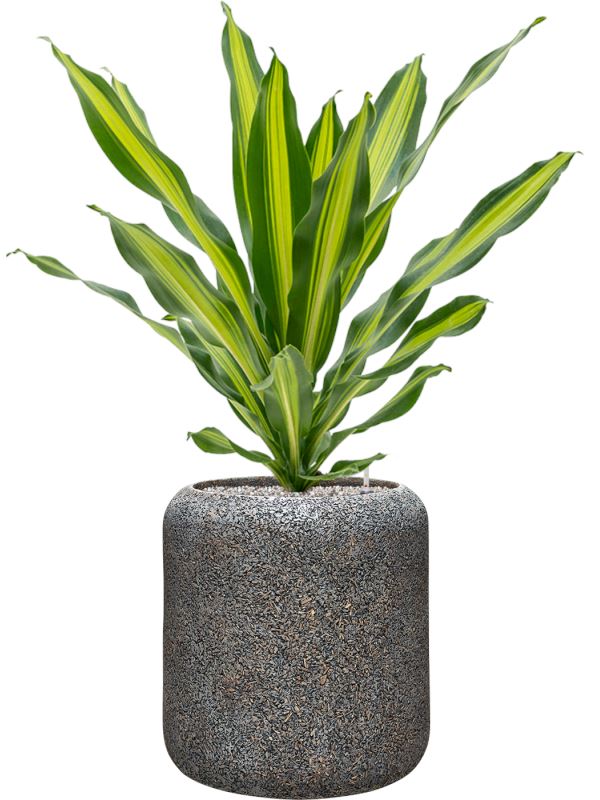 Dracaena fragrans 'Burley' in Baq Naturescast Office Plant With Pot 98cm Height 27cm Dia Office Plant