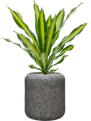 Dracaena fragrans 'Burley' in Baq Naturescast Office Plant With Pot 98cm Height 27cm Dia Office Plant