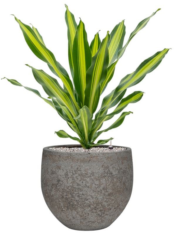 Dracaena fragrans 'Burley' in Cement & Stone Office Plant With Pot 94cm Height 26cm Dia Office Plant
