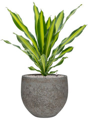 Dracaena fragrans 'Burley' in Cement & Stone Office Plant With Pot 94cm Height 26cm Dia Office Plant