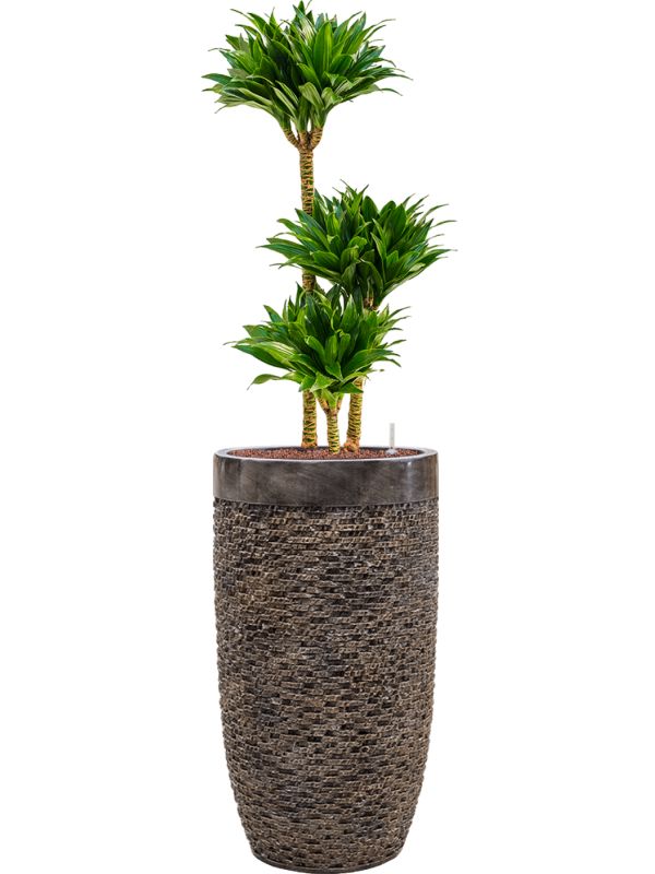 Dracaena fragrans 'Compacta' in Baq Luxe Lite Universe Layer Office Plant With Pot 140cm Height 32cm Dia Office Plant