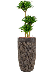 Dracaena fragrans 'Compacta' in Baq Luxe Lite Universe Layer Office Plant With Pot 140cm Height 32cm Dia Office Plant