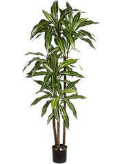 Dracaena Fragrans Var. Artificial Plant Premium Faux 120cm Height Artificial Plants