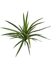 Dracaena Marginata Artificial Plant Premium Faux 45cm Height Artificial Plants