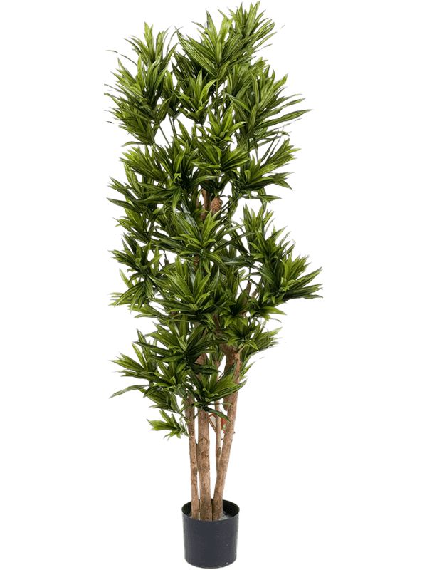 Dracaena Reflexa Artificial Plant Premium Faux 150cm Height Artificial Plants