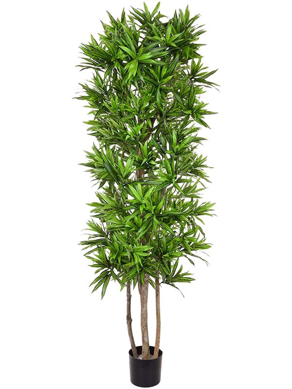 Dracaena Song Of Jamaica Artificial Plant Premium Faux 180cm Height Artificial Plants