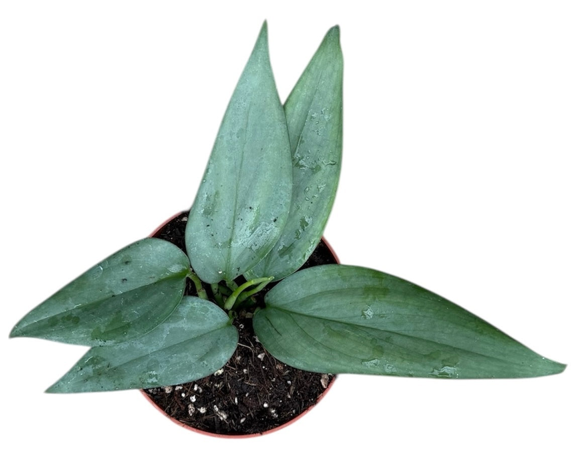 Scindapsus Hederaceus Silver 10.5cm Pot House Plant