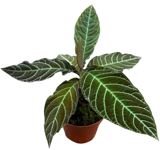 Labisia Gigantifolia 10.5cm Pot House Plant