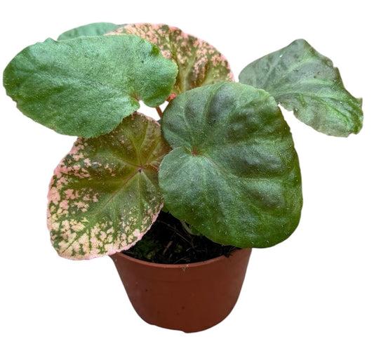 Begonia Midnight Sun 8cm Pot 10cm Height House Plant