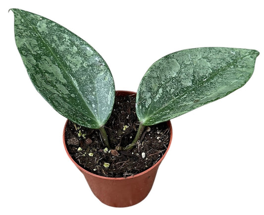 Hoya Rimba Perak 8cm Pot 10cm Height House Plant