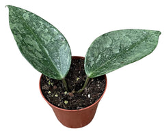 Hoya Rimba Perak 8cm Pot 10cm Height House Plant