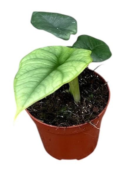 Alocasia Platinum 8cm Pot 15cm Height House Plant