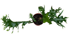 Drynaria Quercifolia Poonsak House Plants 8cm Pot