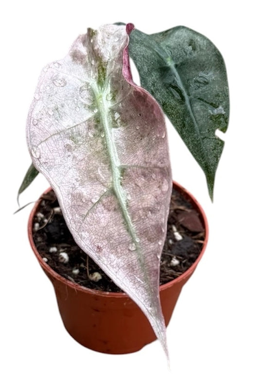 Alocasia Polly Variegata House Plant 6cm Pot