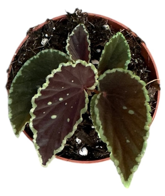 Begonia Darthvaderiana Green Spot 8cm Pot 15cm Height House Plant