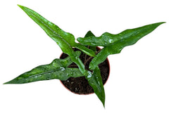 Alocasia Sabrina 10.5cm Pot 20cm Height House Plant