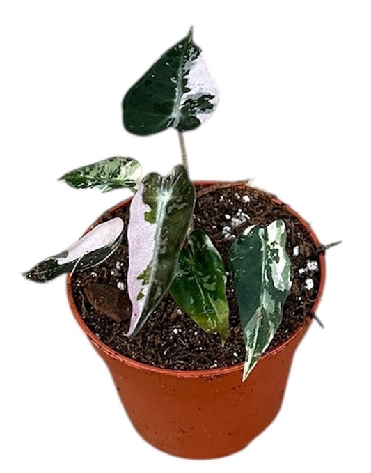 Alocasia Bambino Variegata House Plant 6cm Pot