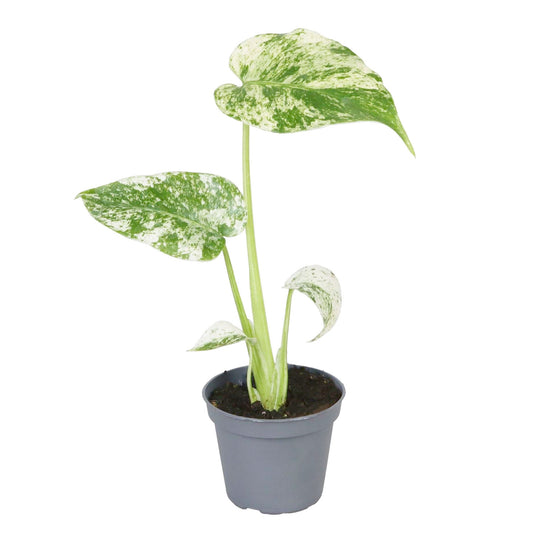 Monstera Mint 6cm Pot House Plant