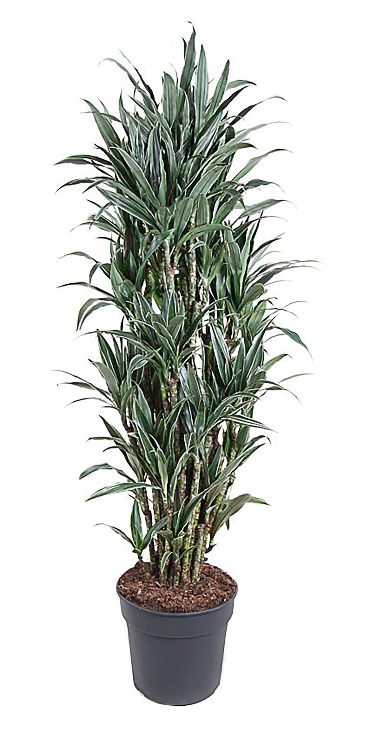 155 - 165cm Dracaena Warneckei  34cm Pot House Plant