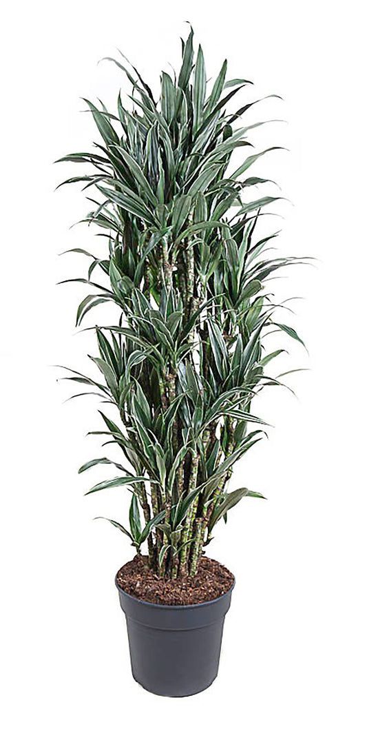 155 - 165cm Dracaena Warneckei  34cm Pot House Plant