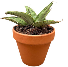 Sansevieria Snowflake House 8cm Pot House Plant