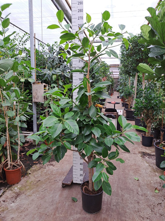 260 - 280cm XXL Multi Stem Ficus Altissima 35cm Pot House Plant