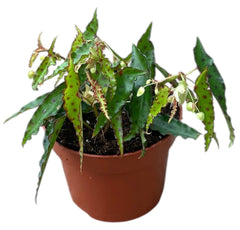 Begonia Amphioxis 10.5cm Pot 15cm Height House Plant