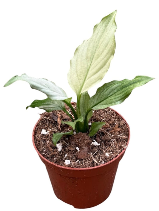 Spathiphyllum Blue Ice 8cm Pot 10cm Height Rare House Plant