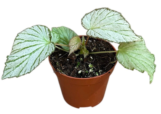 Begonia Two Face 8cm Pot 15cm Height House Plant