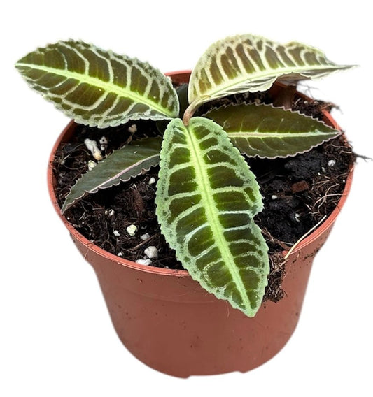 10 - 15cm Labisia Japonica 10.5cm Pot House Plant