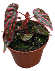 Begonia Pink Lady House Plant 8cm Pot