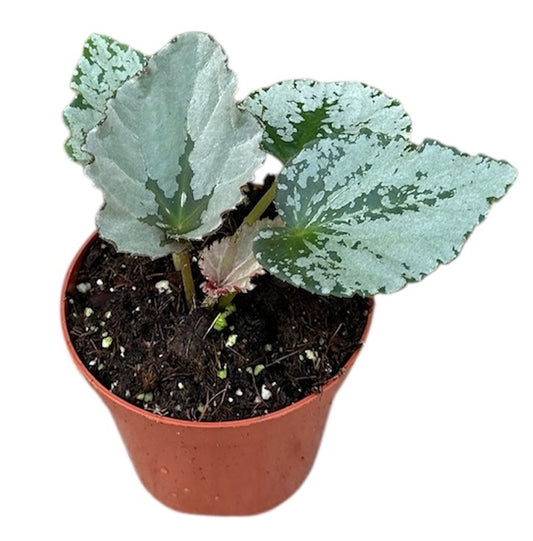 Begonia Grey Earl 8cm Pot 12cm Height House Plant