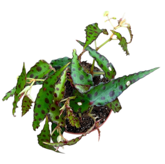 Begonia Amphioxis 10.5cm Pot 15cm Height House Plant