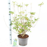 Enkianthus campanulatus 23cm Pot 70cm Shrub Plant Shrubs
