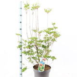 Enkianthus campanulatus Pagode 29cm Pot 80cm Shrub Plant