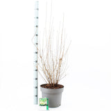 Enkianthus campanulatus Prettycoat 29cm Pot 70cm Shrub Plant