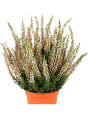 Erica Artificial Plant Premium Faux 35cm Height Artificial Plants