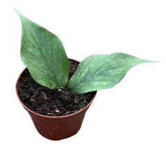 Hoya Polyneura Silver 8cm Pot 10cm Height House Plant