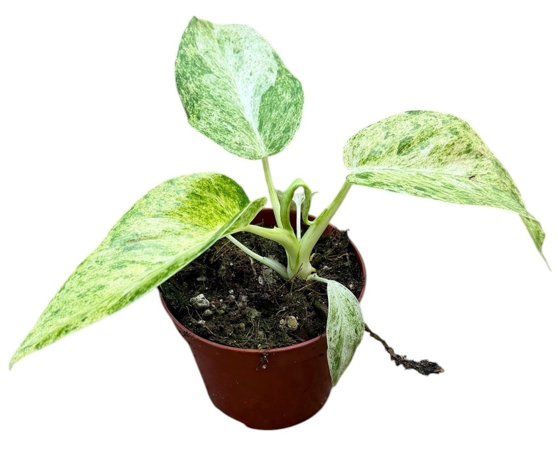 Philodendron Giganteum Blizzard Variegata 8cm Pot 10cm Height House Plant