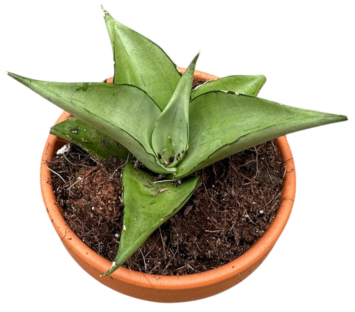 Sansevieria Manee Thawee 8cm Pot House Plant