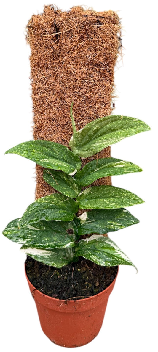 Rhaphidophora Korthalsii Variegata 14cm Pot House Plant